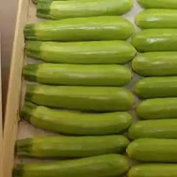 Courgettes